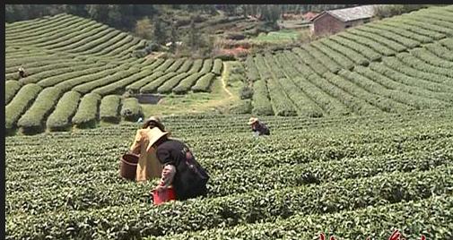 普洱茶