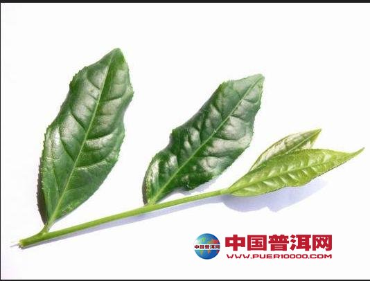 普洱茶