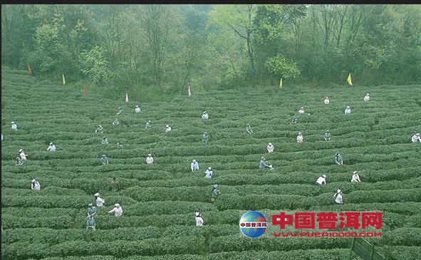 普洱茶