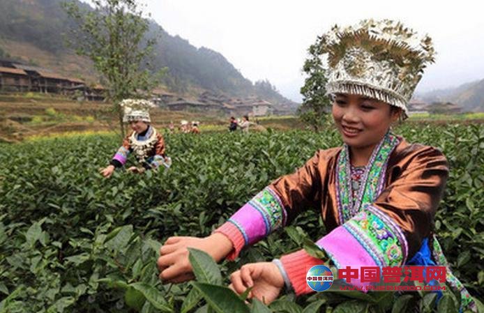 普洱茶