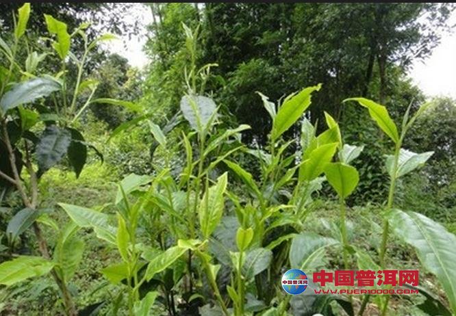 普洱茶