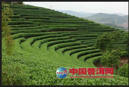 普洱茶