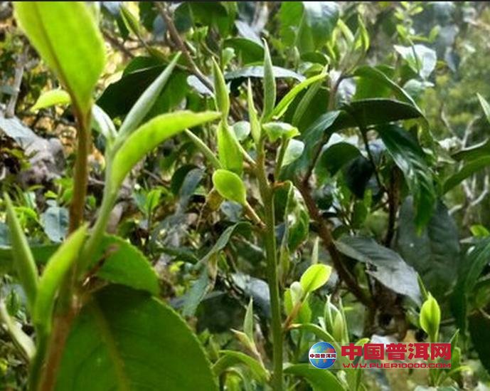 普洱茶