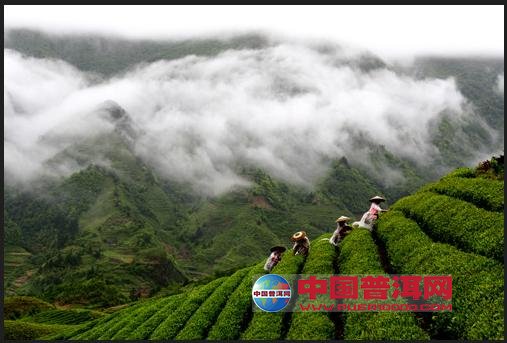 普洱茶