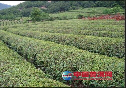 普洱茶