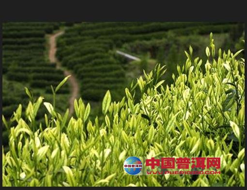 普洱茶