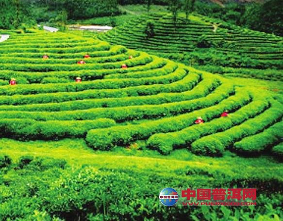 普洱茶