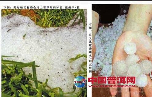 普洱茶