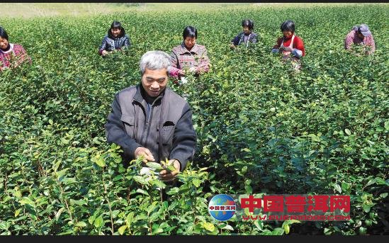 普洱茶
