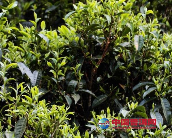 <u><a href='http://www.puer10000.com/puerzhishi/32854.html' target='_blank'>普洱<u><a href='http://www.puer10000.com/puerzhishi/100997.html' target='_blank'>茶</a></u></a></u>
