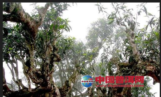 普洱茶
