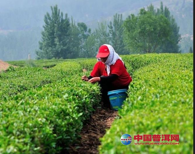 普洱茶