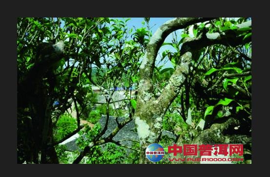 普洱茶