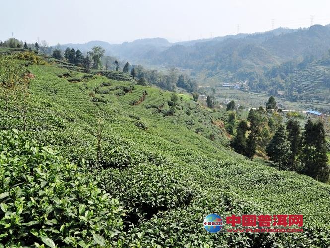普洱茶