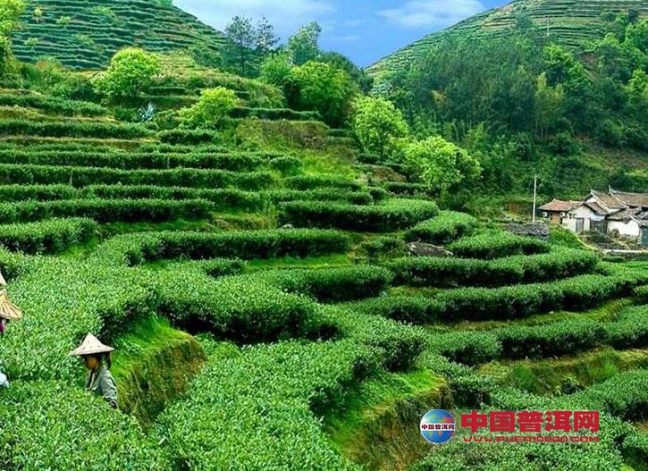 <u><a href='http://www.puer10000.com/puerzhishi/32854.html' target='_blank'>ն<u><a href='http://www.puer10000.com/puerzhishi/100997.html' target='_blank'></a></u></a></u>