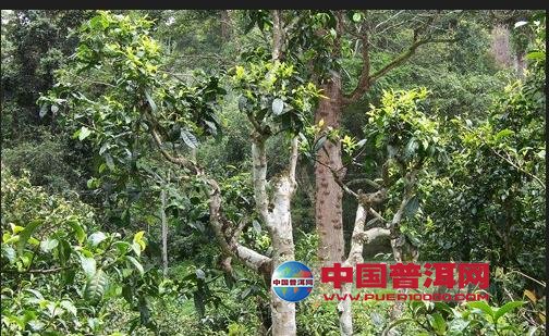 普洱茶
