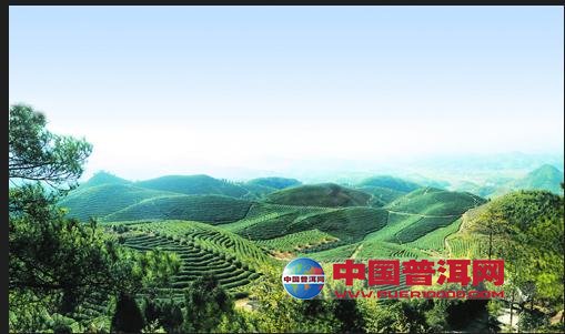 普洱茶