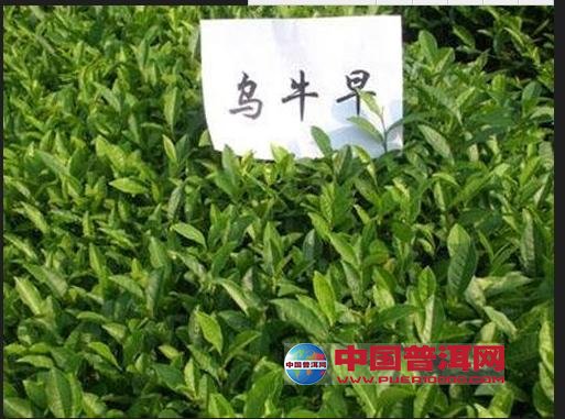 普洱茶