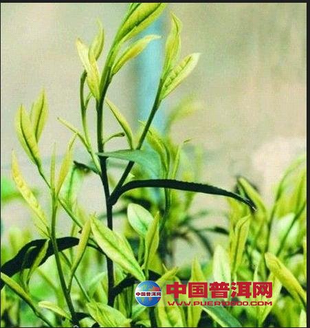 <u><a href='http://www.puer10000.com/puerzhishi/32854.html' target='_blank'>普洱<u><a href='http://www.puer10000.com/puerzhishi/100997.html' target='_blank'>茶</a></u></a></u>