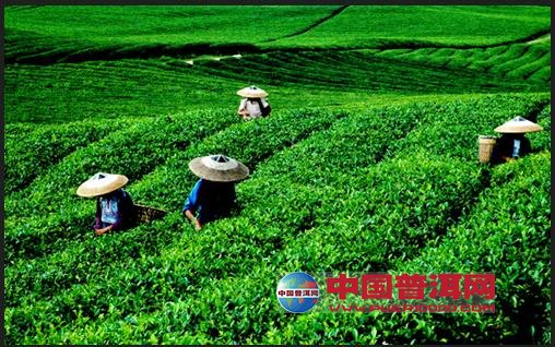 普洱茶