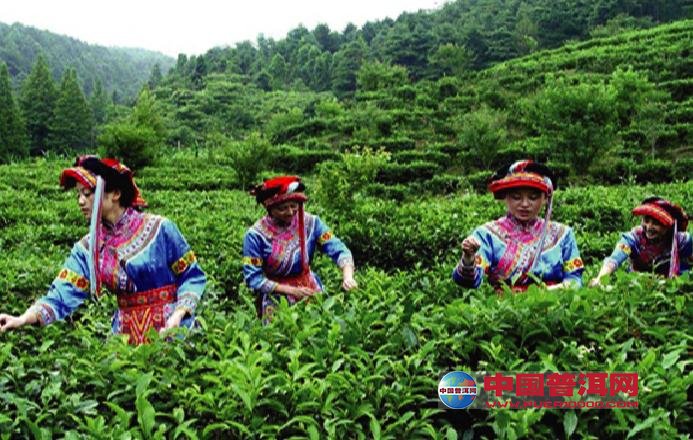 普洱茶