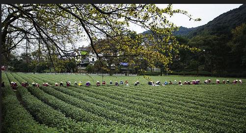 普洱茶