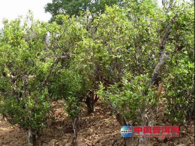 勐库茶区普洱茶的香气特点-临沧茶区-普洱茶山介绍-茶