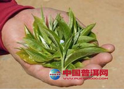 普洱茶