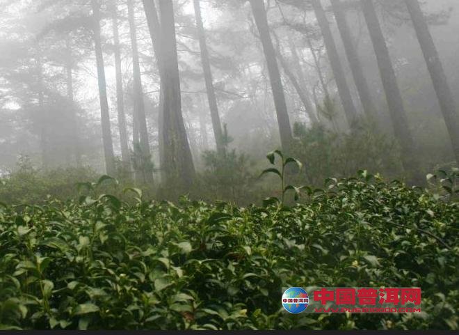 普洱茶