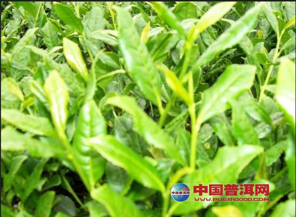 普洱茶