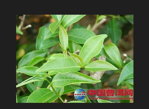 <u><a href='http://www.puer10000.com/puerzhishi/32854.html' target='_blank'>ն<u><a href='http://www.puer10000.com/puerzhishi/100997.html' target='_blank'></a></u></a></u>