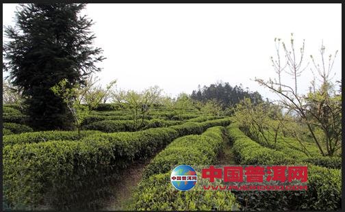 普洱茶