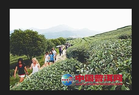 普洱茶