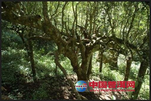 普洱茶