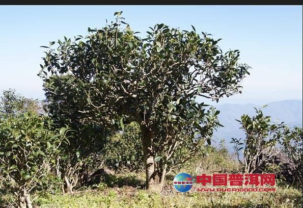 <u><a href='http://www.puer10000.com/puerzhishi/32854.html' target='_blank'>ն<u><a href='http://www.puer10000.com/puerzhishi/100997.html' target='_blank'></a></u></a></u>