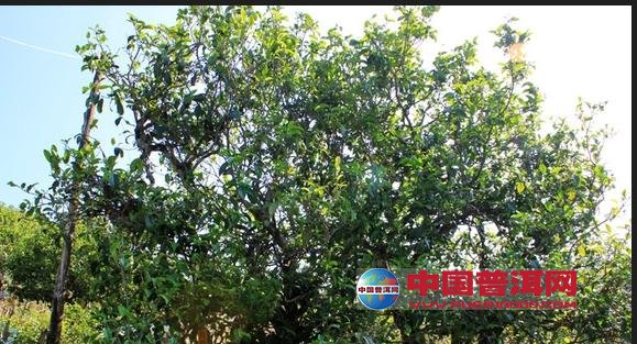 <u><a href='http://www.puer10000.com/puerzhishi/32854.html' target='_blank'>普洱<u><a href='http://www.puer10000.com/puerzhishi/100997.html' target='_blank'>茶</a></u></a></u>