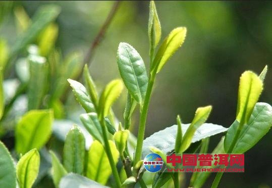 <u><a href='http://www.puer10000.com/puerzhishi/32854.html' target='_blank'>普洱<u><a href='http://www.puer10000.com/puerzhishi/100997.html' target='_blank'>茶</a></u></a></u>