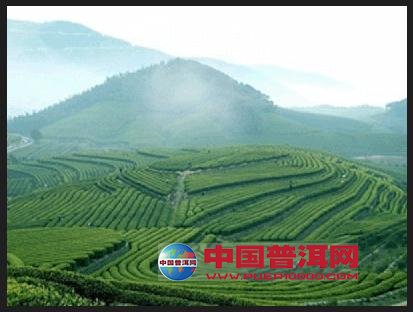 普洱茶