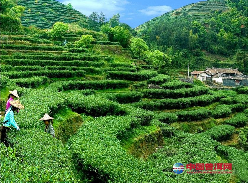 普洱茶