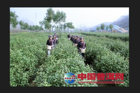 普洱茶