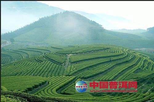 普洱茶