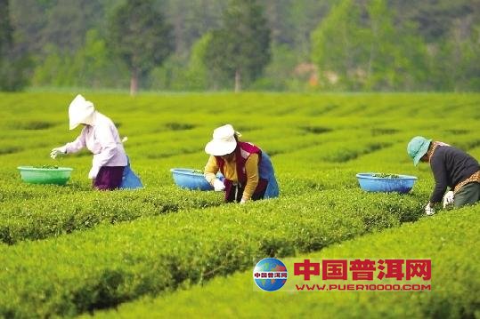 普洱茶