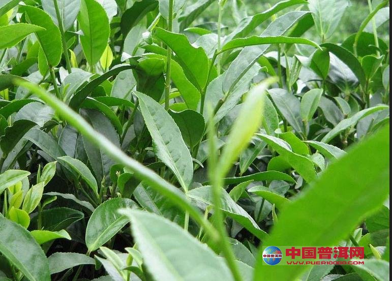 普洱茶