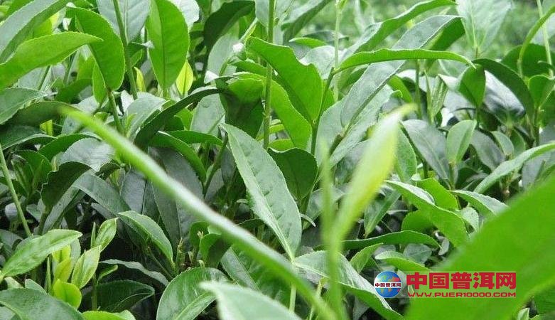 <u><a href='http://www.puer10000.com/puerzhishi/32854.html' target='_blank'>普洱<u><a href='http://www.puer10000.com/puerzhishi/100997.html' target='_blank'>茶</a></u></a></u>