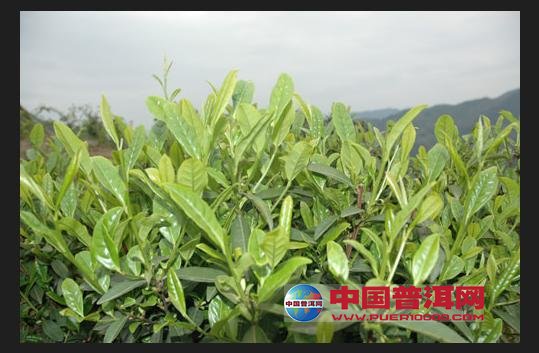 <u><a href='http://www.puer10000.com/puerzhishi/32854.html' target='_blank'>普洱<u><a href='http://www.puer10000.com/puerzhishi/100997.html' target='_blank'>茶</a></u></a></u>