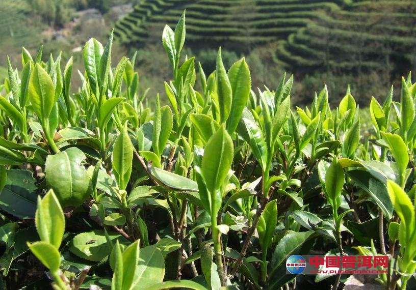 普洱茶