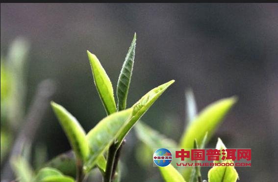 普洱茶