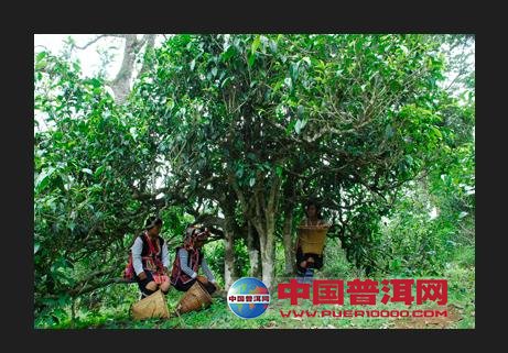 普洱茶