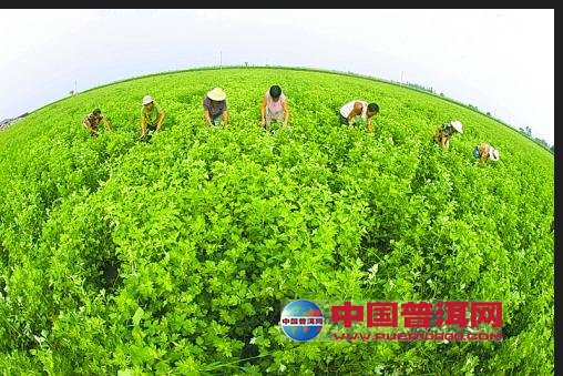 普洱茶