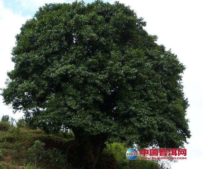 <u><a href='http://www.puer10000.com/puerzhishi/32854.html' target='_blank'>普洱<u><a href='http://www.puer10000.com/puerzhishi/100997.html' target='_blank'>茶</a></u></a></u>